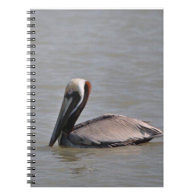 Cuaderno Pelícano hermoso (Frente)