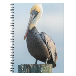 Cuaderno Pelícano posado en una pilona