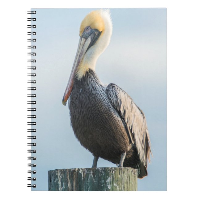 Cuaderno Pelícano posado en una pilona (Frente)