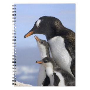 Cuaderno Península Antártica, Puerto Neko, Gentoo