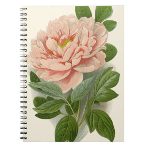 Cuaderno Peonía del árbol - Elegante diseño botánico vintag
