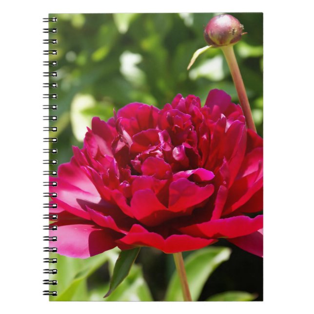 Cuaderno peonías de terciopelo maroon oscuro (Frente)