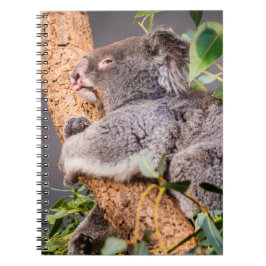 Cuaderno Pequeña koala dulce