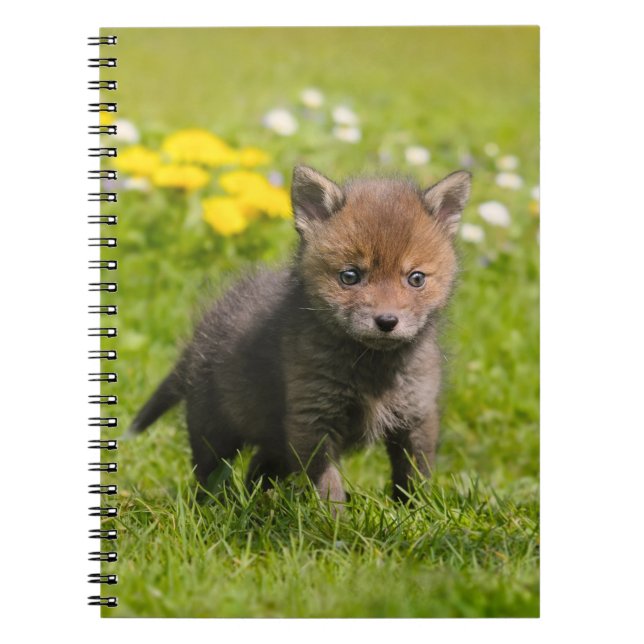 Cuaderno Pequeño animal flotante rojo Fox Cub, foto cubiert (Frente)