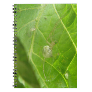 Cuaderno Pequeño bloc de notas de araña