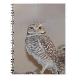 Cuaderno Pequeño búho