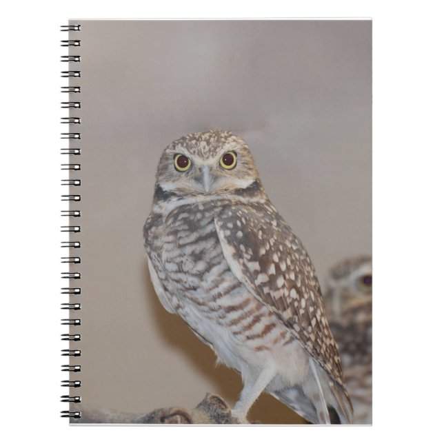 Cuaderno Pequeño búho (Frente)