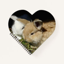 Pequeños conejitos esponjosos