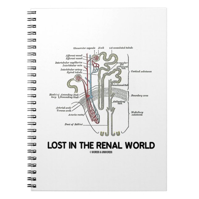 Cuaderno Perdido En El Mundo Renal Nefron Riñón (Frente)