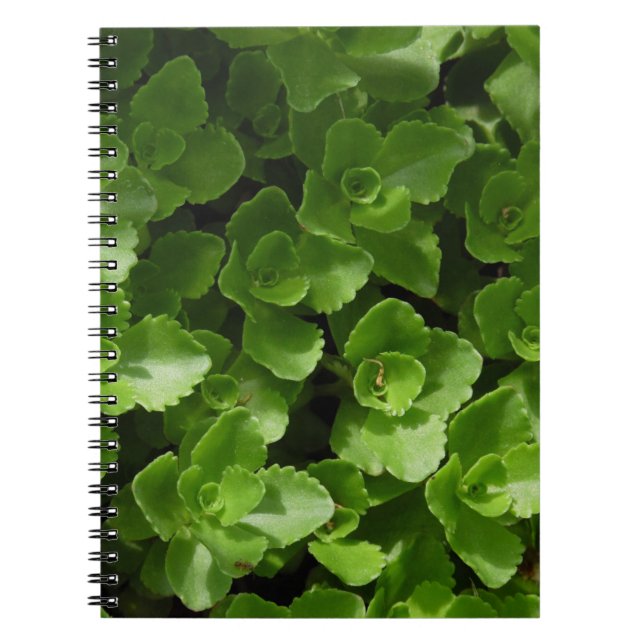 Cuaderno Perdidos en hojas (Frente)