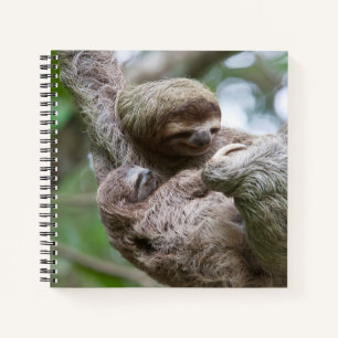 Cuaderno Perezoso bebé con madre colgando de un árbol