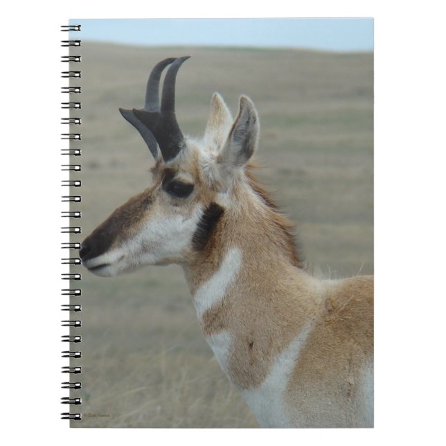 Cuaderno Perfil de cabeza de un joven antílope berrendo A29 (Frente)