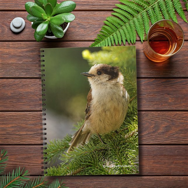 Cuaderno Perfil de un Jay Gray/Whiskeyjack lindo (Cute Grey Jay in the Fir Journal Cover Photo)