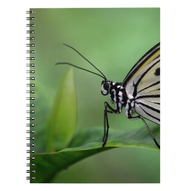 Cuaderno Perfil de una cometa de papel (Frente)
