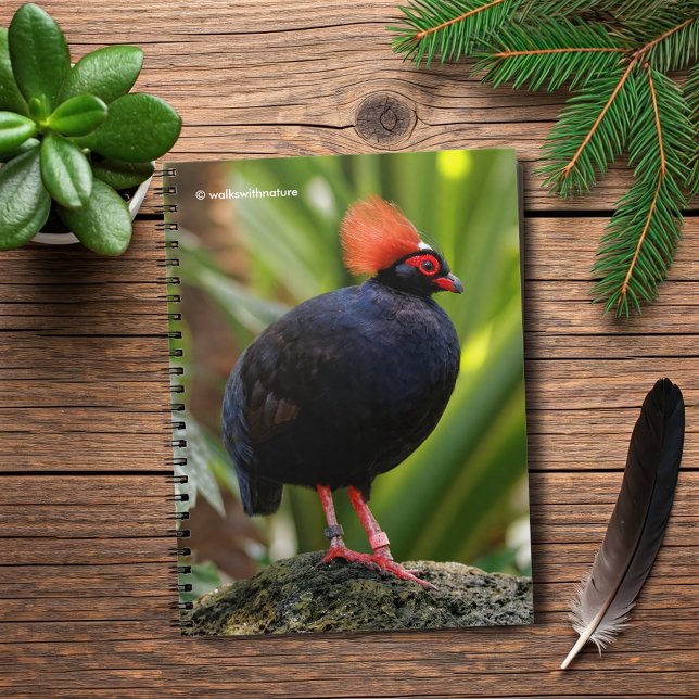 Cuaderno Perfil de una perdiz de madera en reposo Roul-Roul (Profile of a Roul-Roul Wood Crested Partridge Journal Cover Photo)