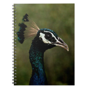 Cuaderno Perfil del pavo real