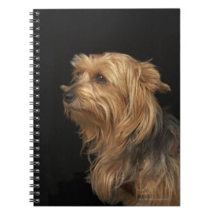 Cuaderno Perfil izquierdo de Yorkie negro y marrón en negro