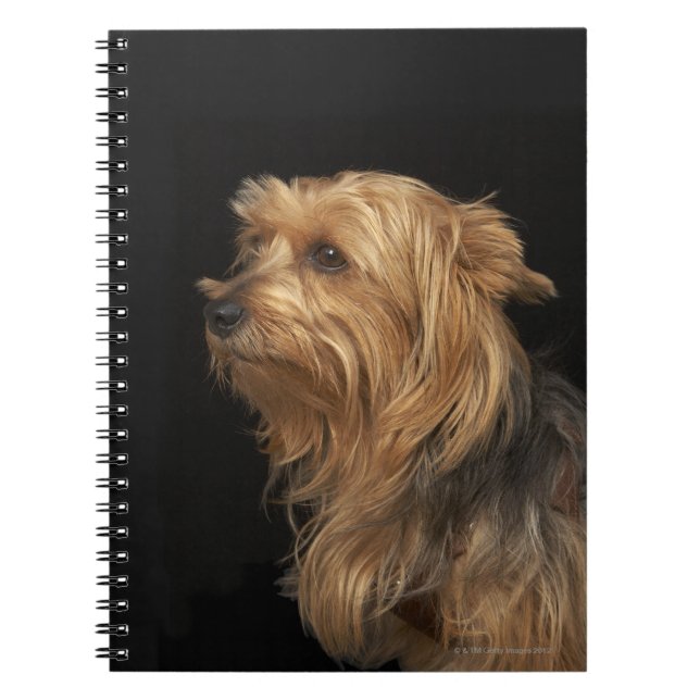 Cuaderno Perfil izquierdo de Yorkie negro y marrón en negro (Frente)