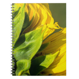 Cuaderno - Perfil posterior de girasol