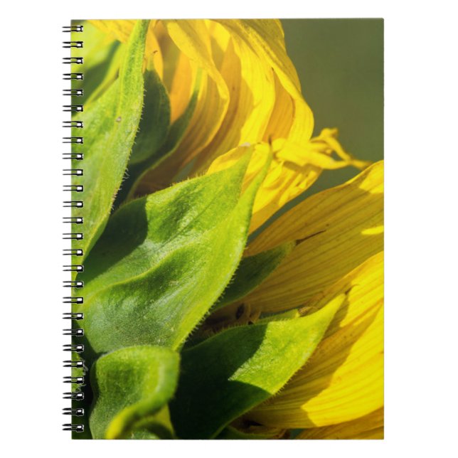 Cuaderno - Perfil posterior de girasol (Frente)