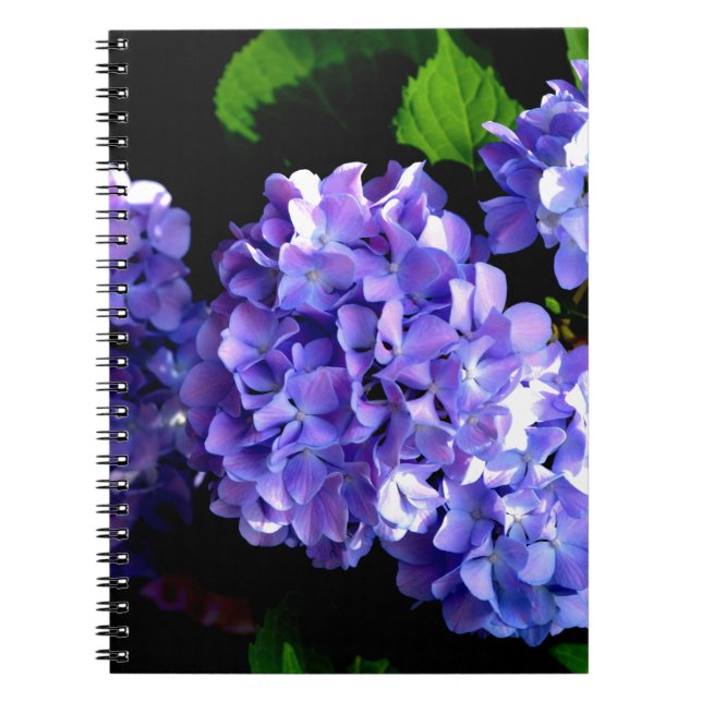 Cuaderno Periwinkle hidrangeas flor azul púrpura floral (Frente)