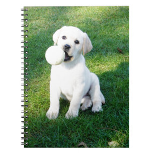 Cuaderno Perrito amarillo del laboratorio