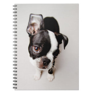 Cuaderno Perrito de Edison Boston Terrier