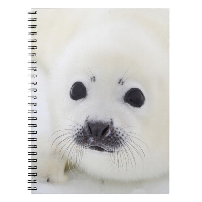 Cuaderno Perrito de foca de Groenlandia del bebé en el (Frente)