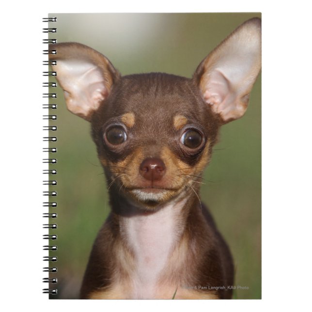 Cuaderno Perrito de la chihuahua que mira la cámara (Frente)