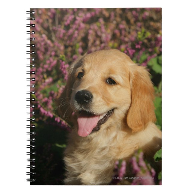 Cuaderno Perrito de oro de Retreiver (Frente)