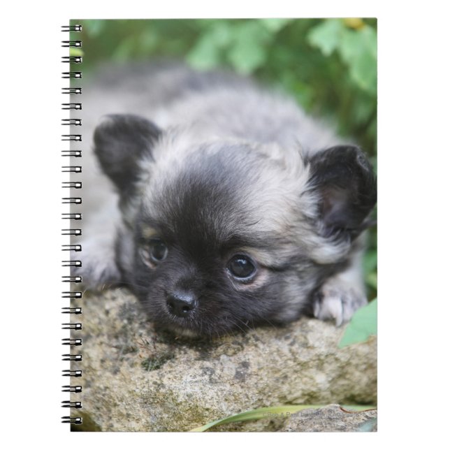 Cuaderno Perrito de pelo largo de la chihuahua (Frente)