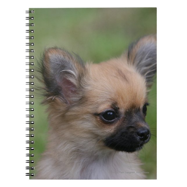 Cuaderno Perrito de pelo largo de la chihuahua que mira la (Frente)