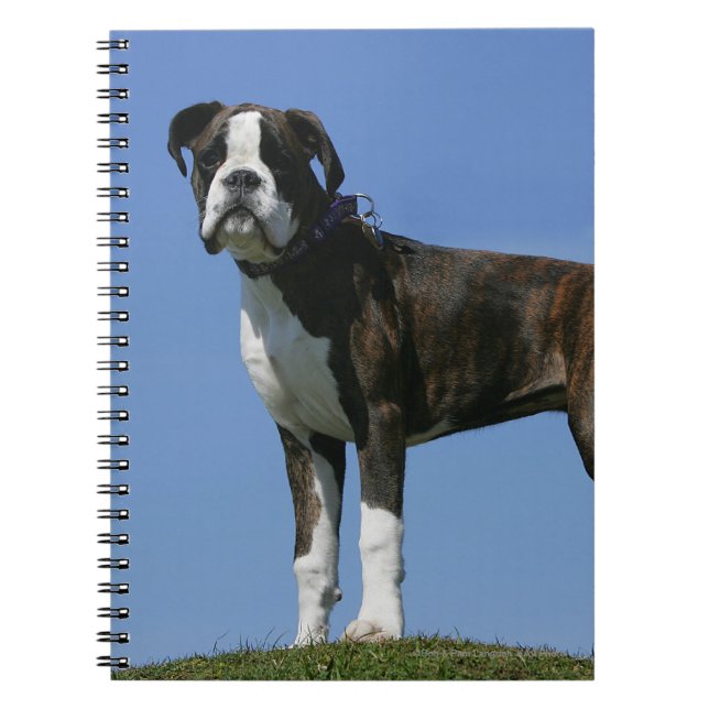 Cuaderno Perrito del boxeador del bebé de 3 meses (Frente)