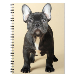 Cuaderno Perrito del bulldog francés