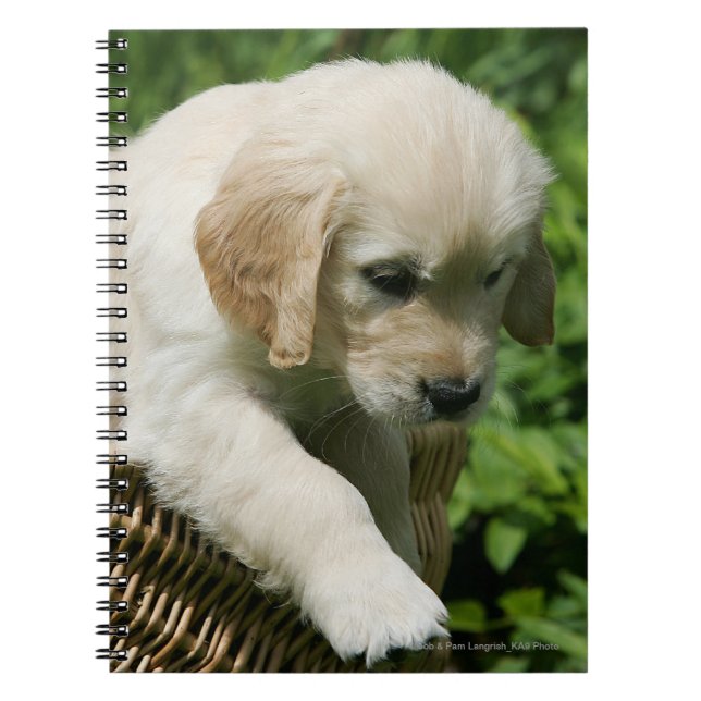 Cuaderno Perrito del golden retriever en cesta (Frente)