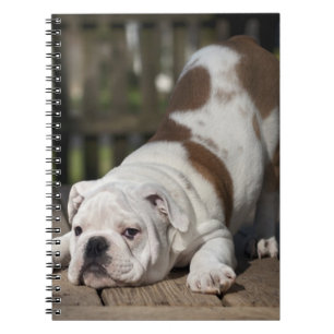 Cuaderno Perrito inglés del bulldog
