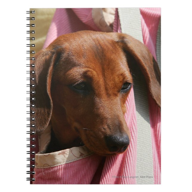 Cuaderno perrito miniatura Liso-haired del Dachshund (Frente)