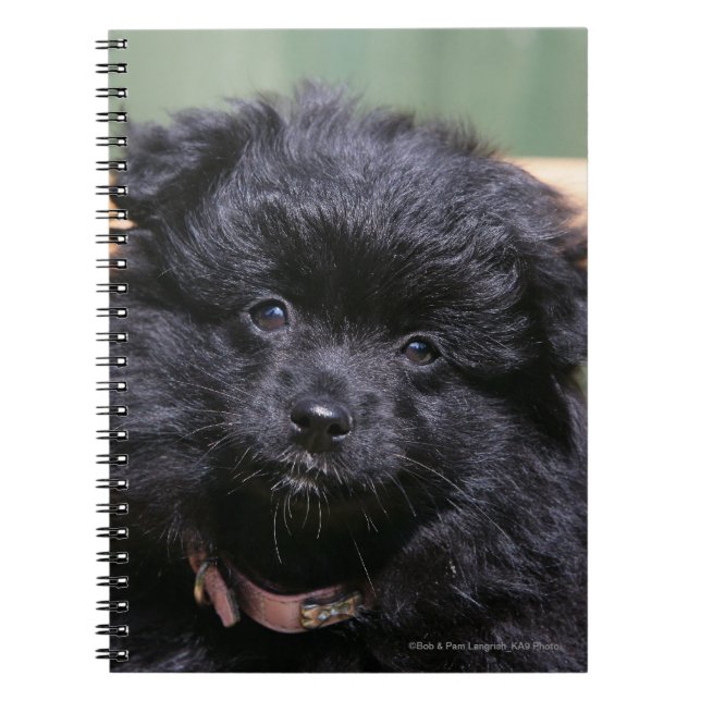 Cuaderno Perrito negro de Pomeranian (Frente)