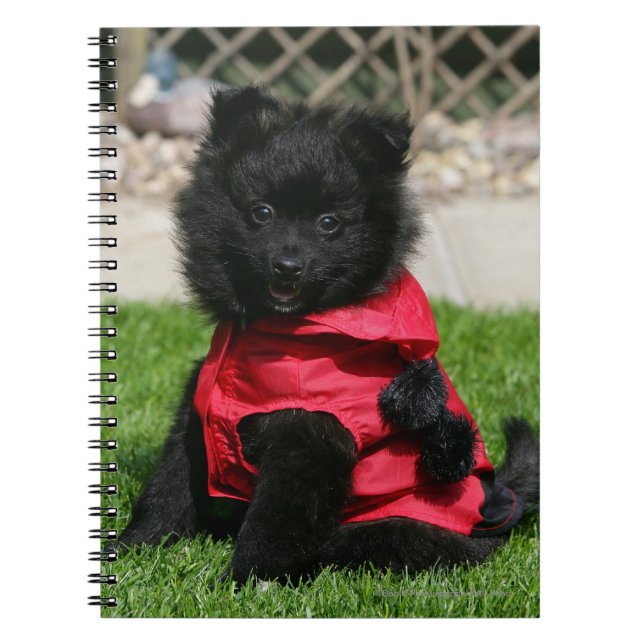 Cuaderno Perrito negro de Pomeranian que mira la cámara (Frente)