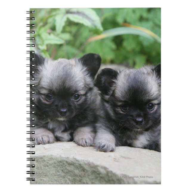 Cuaderno Perritos de pelo largo de la chihuahua (Frente)