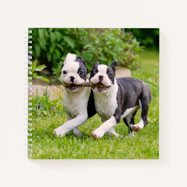 Cuaderno Perritos divertidos de Boston Terrier jugando - (Anverso)