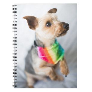 Cuaderno Perro arco iris del orgullo gay  Yorkshire Terrier