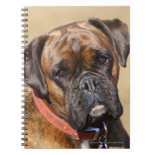 Cuaderno Perro Brindle del boxeador