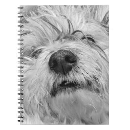 Cuaderno Perro Coton de Tulear
