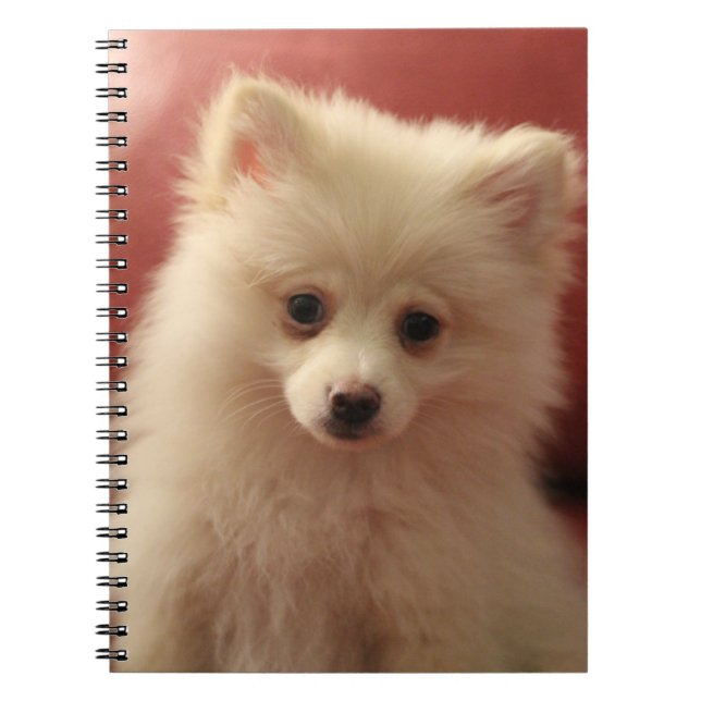 Cuaderno Perro de Cute Pomerania (Frente)