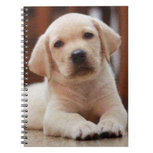 Cuaderno Perro de perrito amarillo de Labrador del bebé qu