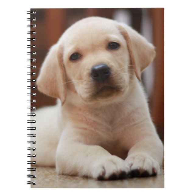 Cuaderno Perro de perrito amarillo de Labrador del bebé que (Frente)