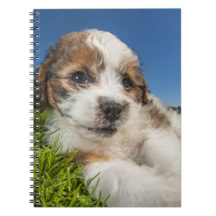 Cuaderno Perro de perrito lindo (Shitzu)