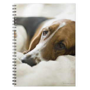 Cuaderno Perro del Bassett