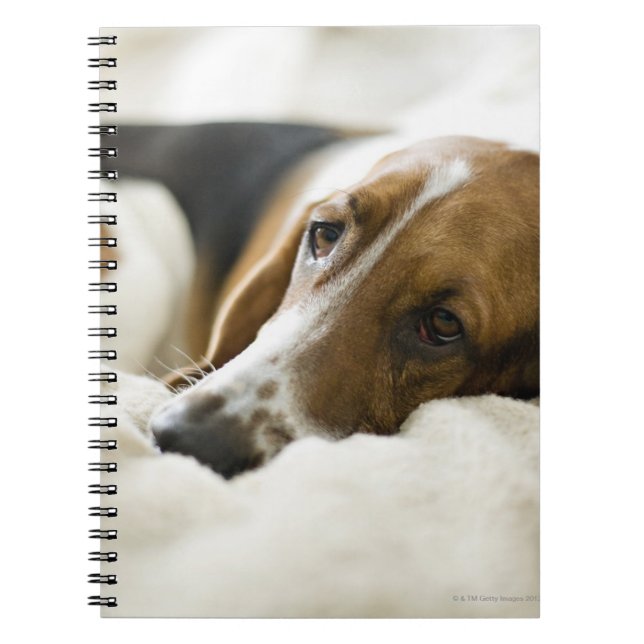 Cuaderno Perro del Bassett (Frente)